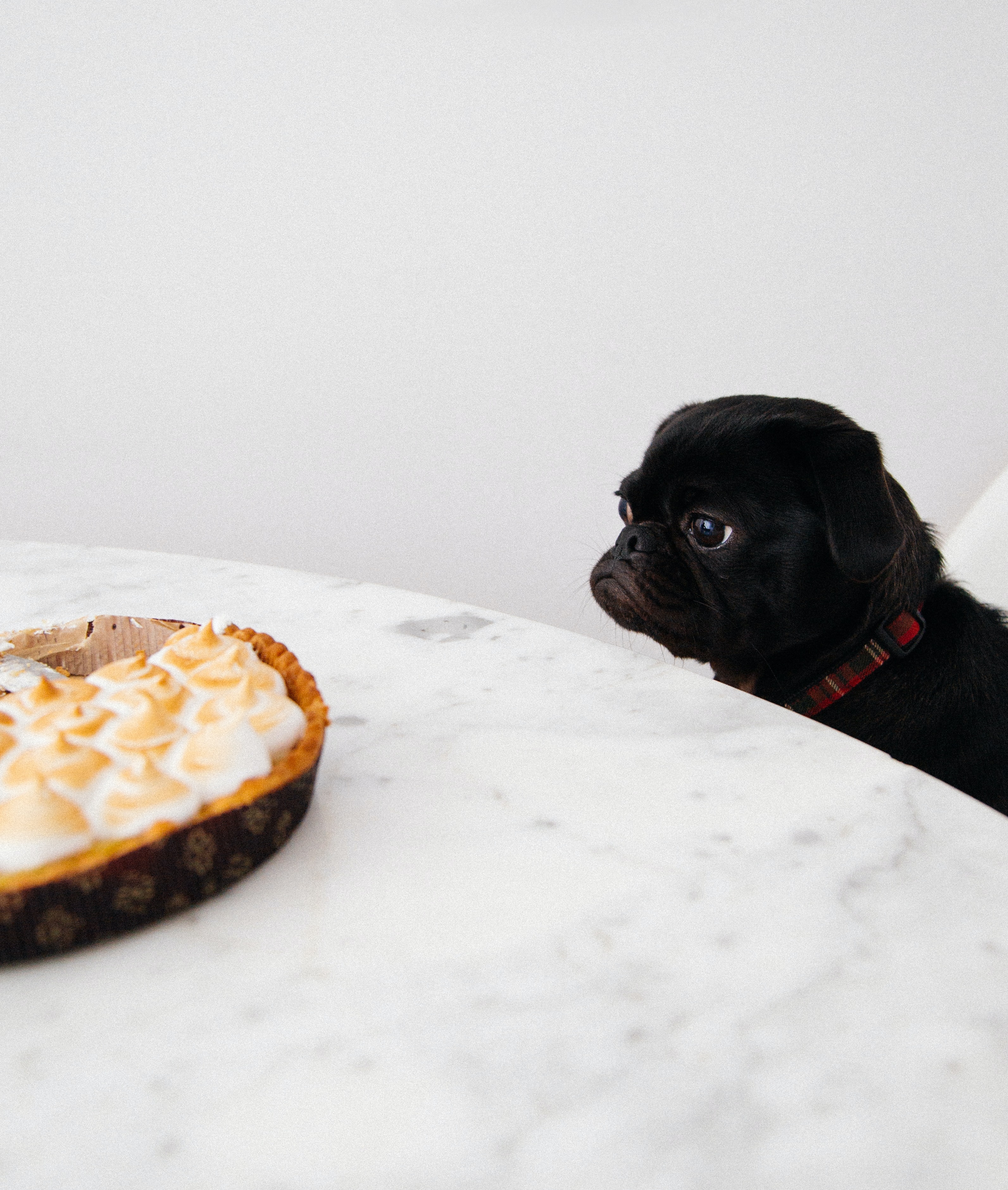 Dog staring at a pie